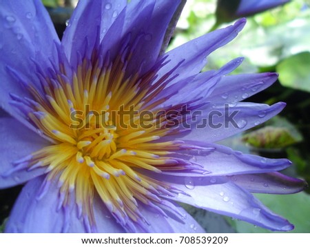 Purple lotus Close-up of lotus flowers with yellow stamens