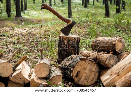 The lumberjack chopped the tree trunks for firewood with an axe. The texture of cut wood. Hiking fuel fuel for camping. Natural chopped wood.