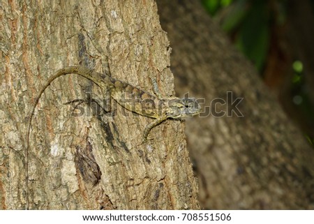 Image of brown chameleon on tree. Reptile. Animal.
