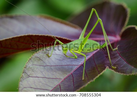 Image of family Tettigoniidae(Mirollia hexapinna) are commonly called katydids or bush-crickets on leaves. Insect. Animal