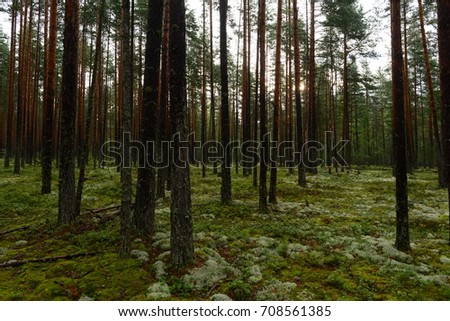 Wet pine forest in the sunlight of the early morning sun
