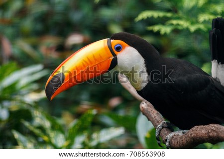 Toucan bird on the nature. Exotic bird in park.
