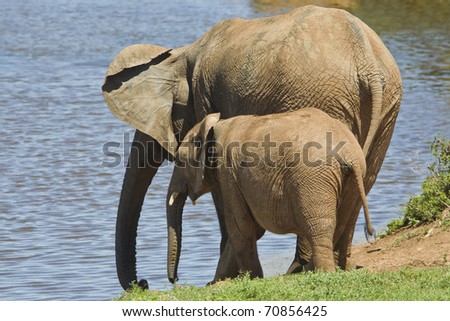elephant and young calf standing and drinking water together