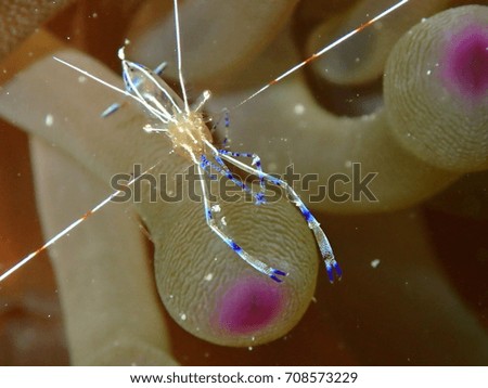 Pederson Cleaner Shrimp on Giant Sea Anemone, Amesbury Shipwreck Site, Key West, Florida Keys