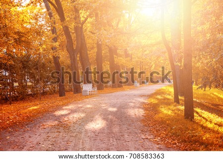 Beautiful autumn forest in park 'Catherine Palace' Pushkin, Saint Petersburg, Russia