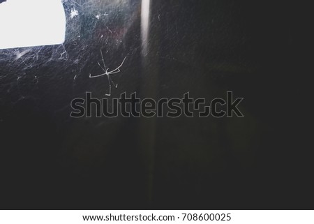 Spider web and darkness 