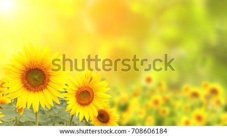Three bright yellow sunflowers on blurred sunny background of green color