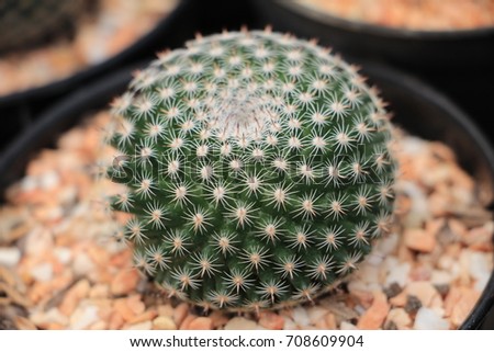 A round and lovely mammillaria cactus in the pot