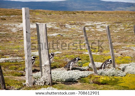 Penguins crossing 