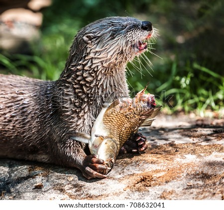The North American river otter eating a fish

