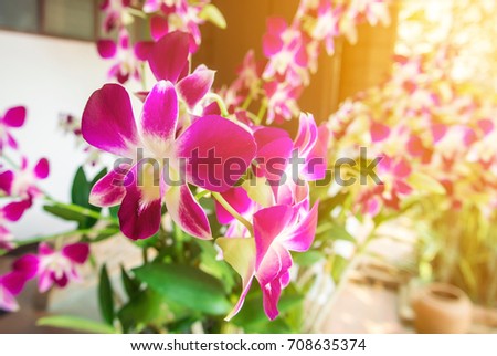 The branch or bouquet of white and violet orchids in the garden with the green leaves and flare from the picture edge. 