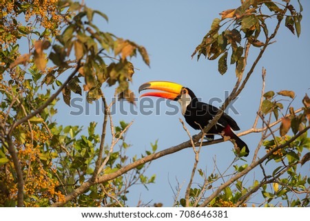 Toco Toucan (Ramphastos toco) perched in a fruiting tree against a blue sky, Pantanal, Brazil
