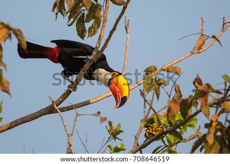 Toco Toucan (Ramphastos toco) perched on a tree branch, looking down, against a blue sky, Pantanal, Brazil