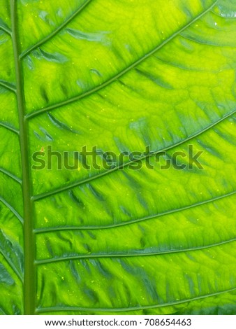 The pattern of leaf