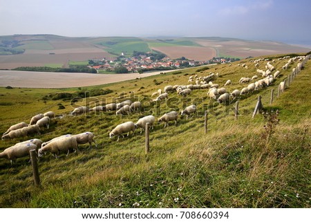 Flock of sheep with Escalles village and colorful surrounding fields in the background, Cap Blanc Nez, Cote d'Opale, Pas de Calais, Hauts de France, France