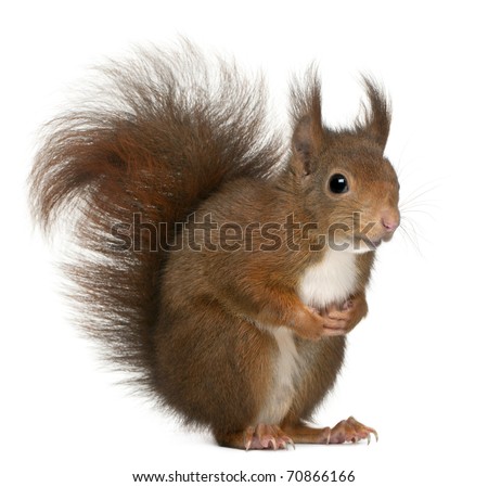 Eurasian red squirrel, Sciurus vulgaris, 4 years old, in front of white background