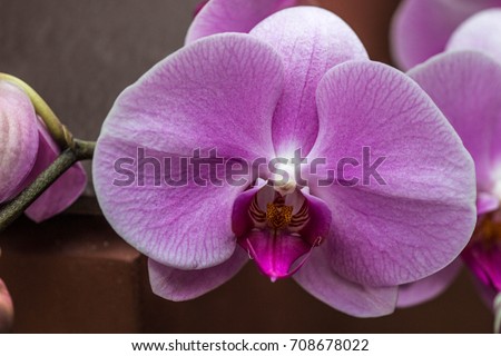 Orchid Royalty-Free Stock Photo #708678022