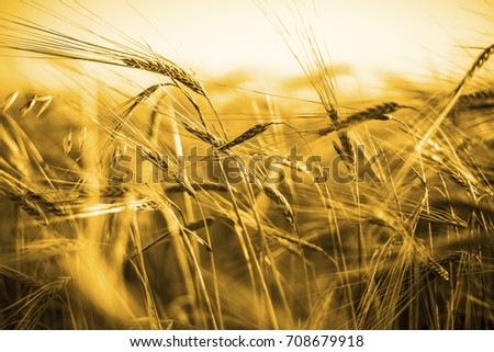 backdrop of ripening ears of yellow wheat field on the sunset cloudy orange sky background Copy space of the setting sun rays on horizon in rural meadow Close up nature photo. Idea of a rich harvest
