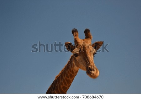 On a clear sunny day, a head shot of a giraffe was taken.