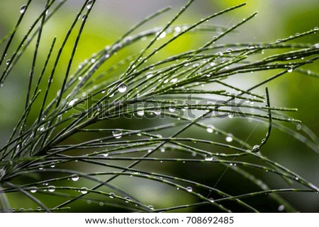 Water Drops on Tree Royalty-Free Stock Photo #708692485