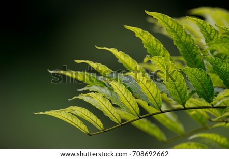 New leaves of tree Royalty-Free Stock Photo #708692662