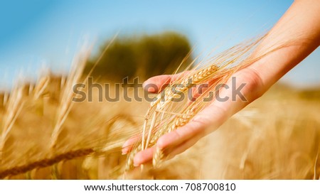 Picture of man touching spikelets of wheat