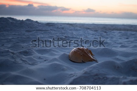 I took this picture of the crab at the beach of Ft. Myers Beach in Florida