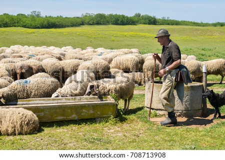 shepherd is giving a water to the flock of sheep Royalty-Free Stock Photo #708713908