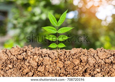 Growing plant with underground root visible sunny trees background.Young Plant Growing In Sunlight.