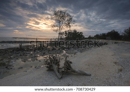 Death mangroves tree with view of sea and cloudy sunset.Soft focus due to long exposure shot.Noise and grain due to long exposure shot.