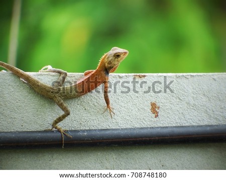 Oriental garden lizard, Calotes versicolor, Garden Lizard, Changeable lizard on the concrete wall.