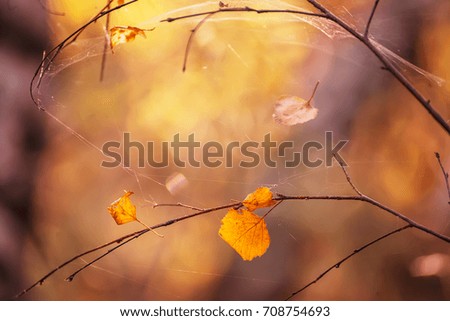dry yellow leaves on a branch and spiders. Lovely natural background, round bokeh in the background, spiders among the leaves. Autumn mood. Selective soft focus.
