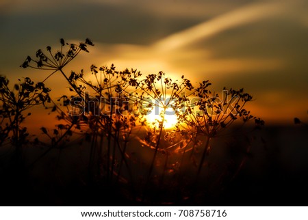 Close up of silhouette flower grass and sunset in background