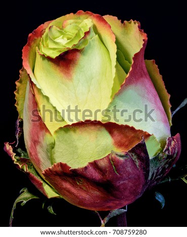 Pastel red yellow green rose blossom macro portrait,black background,floral color still life of a single isolated bloom,detailed texture,vintage painting style