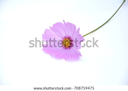 Pink cosmos flower blooming isolated white background and copy space.