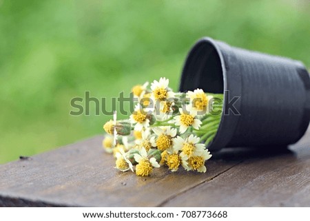 Flower grass in black pot