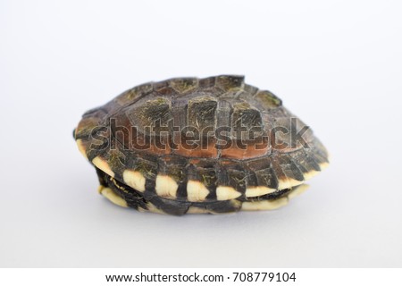 Freshwater turtle balls or saltwater turtles Placed on a white background. Prepared to be released to nature.