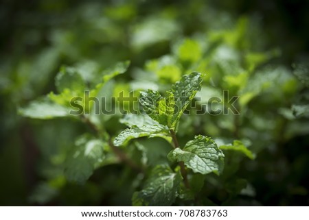 Mentha aquatica (water mint) - a herbaceous rhizomatous perennial plant growing