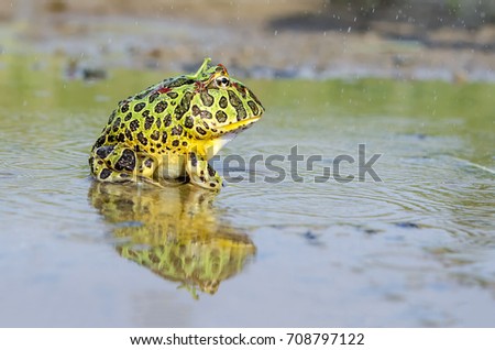 Pac man frog