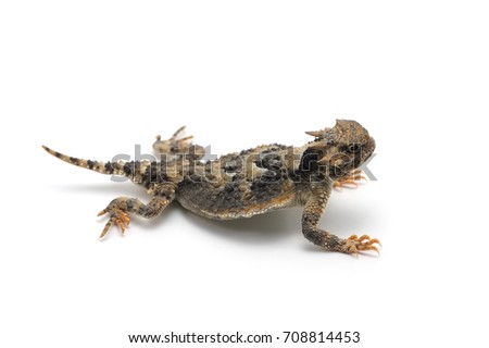 Greater Short-horned Lizard isolated on white background Royalty-Free Stock Photo #708814453
