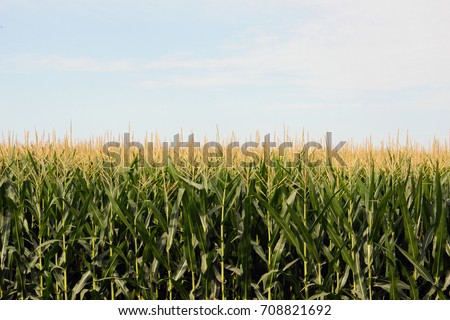 Corn Field in Iowa