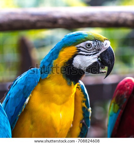 Macaw Royalty-Free Stock Photo #708824608
