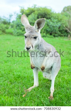 Little white kangaroo stand on green fields, close up