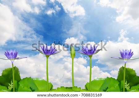 lotus blooming with green leaf against blue sky and cloud. clipping path on lotus flower and leaf.