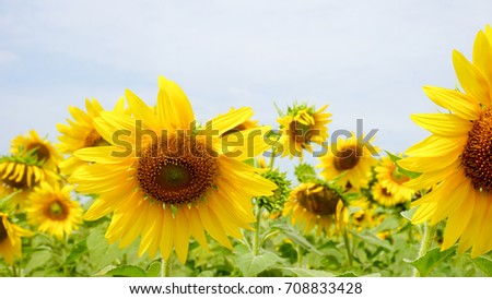 SUN FLOWER