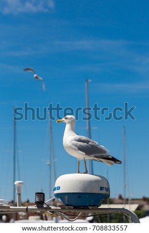 Single gull, Laridae, stands on yacht alarm signal device in marina. Vertical close up portrait. Seagull flying in background on clear blue sky.