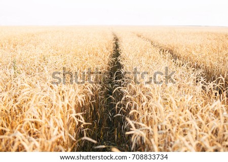 Wheat field and ears of golden wheat at beautiful sunset landscape.