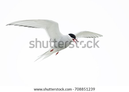 Arctic Tern - Sterna paradisaea, Shetlands, UK Royalty-Free Stock Photo #708851239
