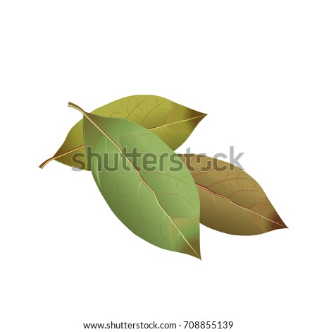 Bay leaves. Vector illustration Royalty-Free Stock Photo #708855139