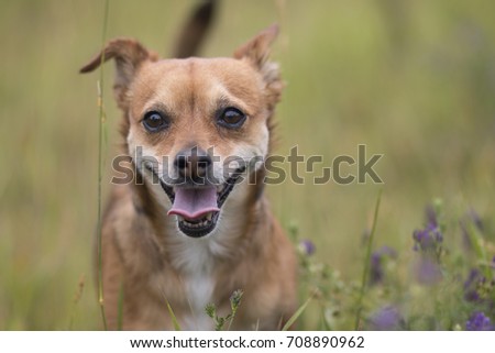 Dog in the meadow